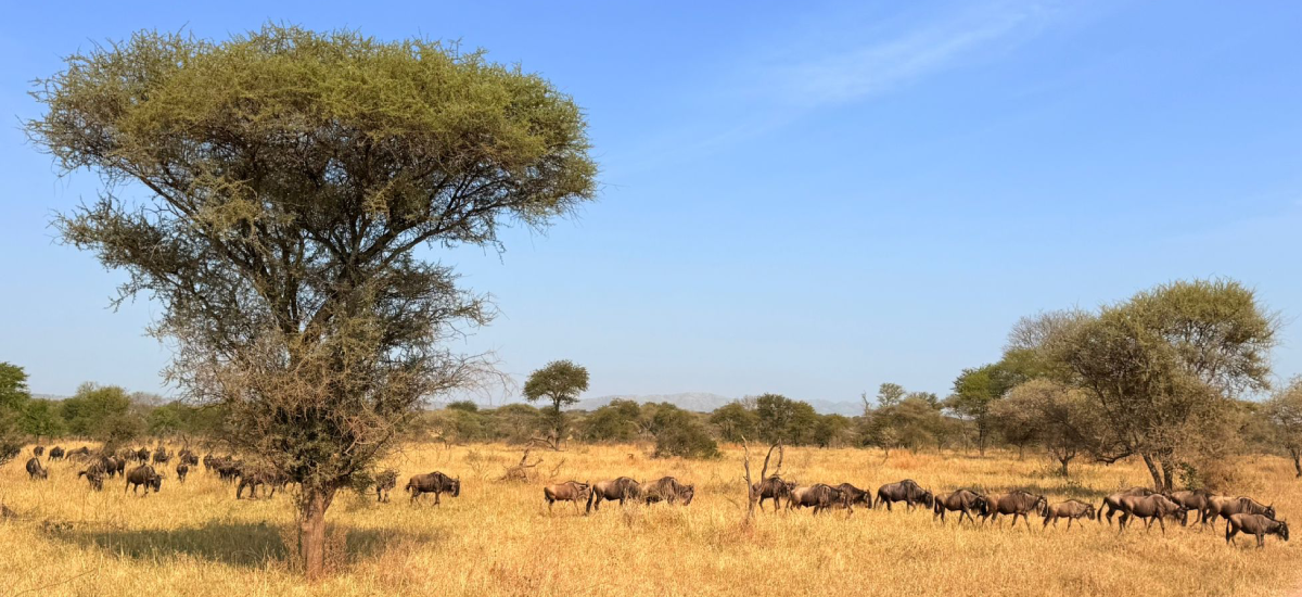 places to visit in tanzania and zanzibar